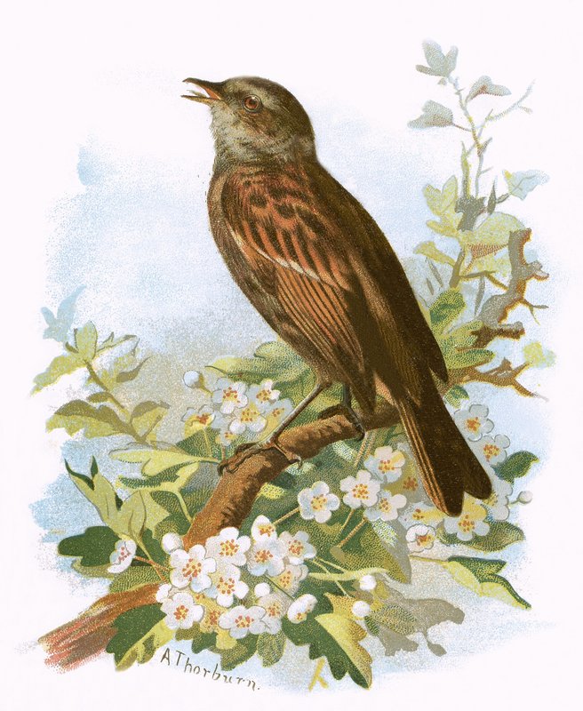 Hedge Sparrow by English School
