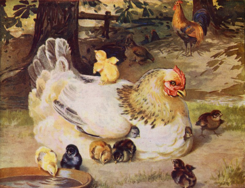 Hen and Chicks by English School