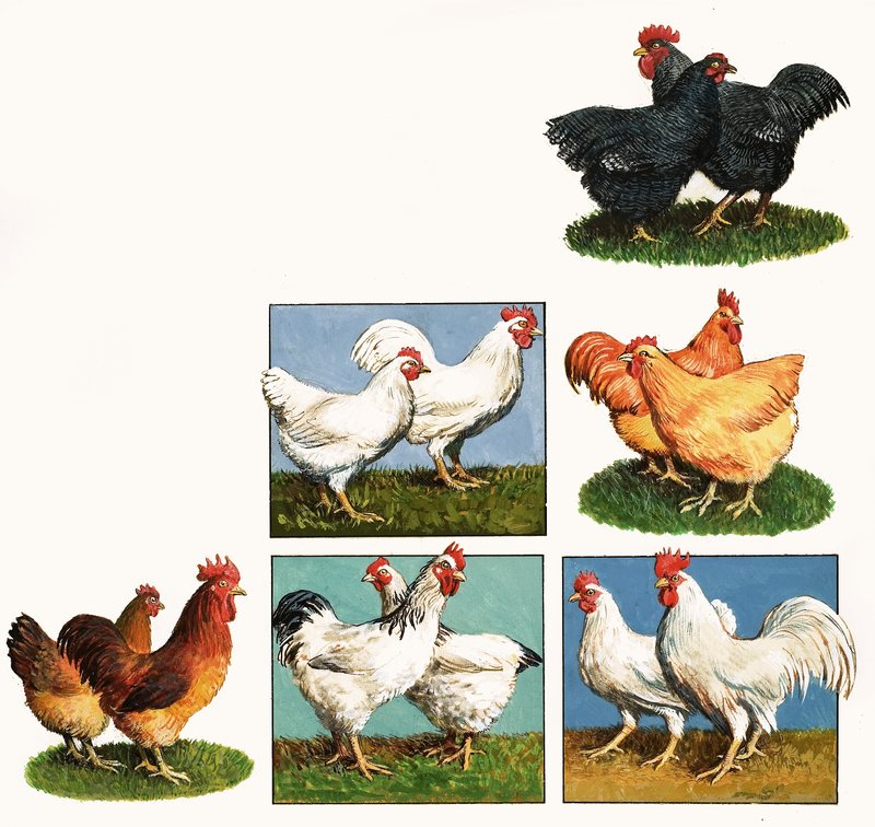 Hens by English School