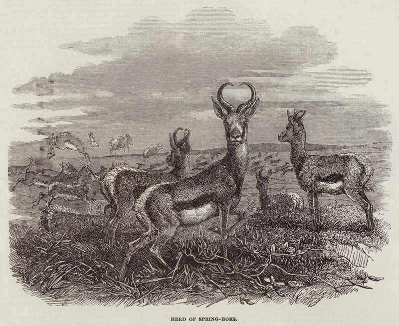 Herd of Spring-Boks by English School