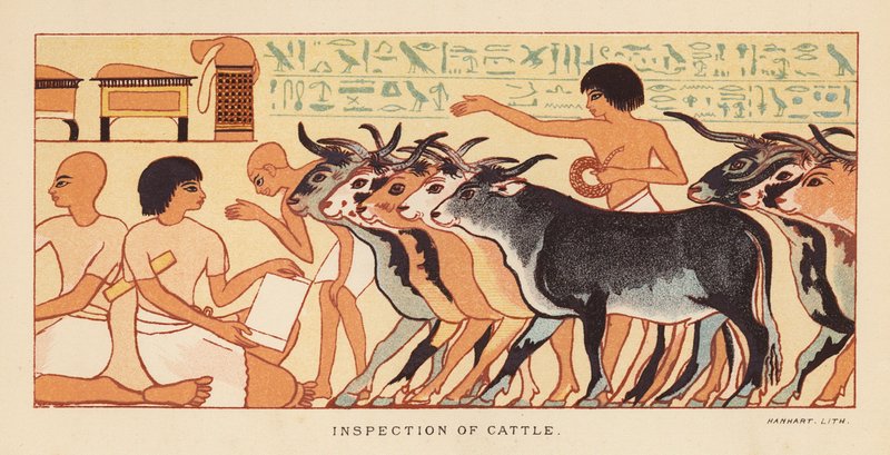 Herodotus: Inspection of cattle by English School