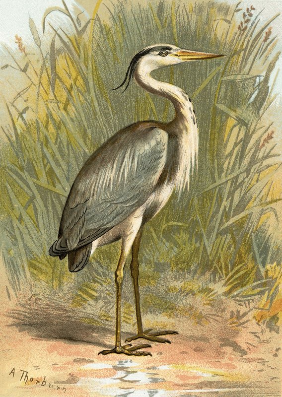 Heron by English School