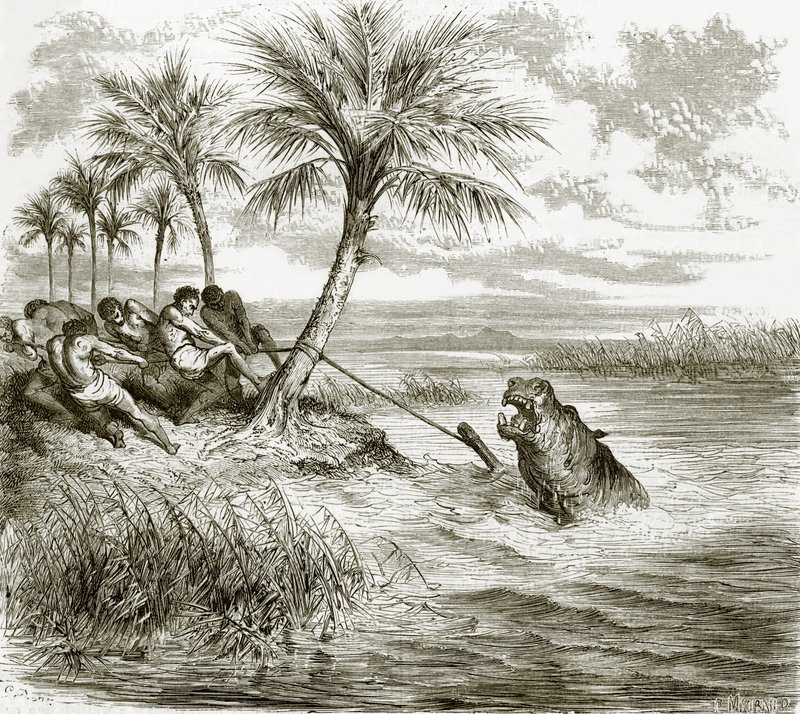 Hippopotamus Harpooned by English School