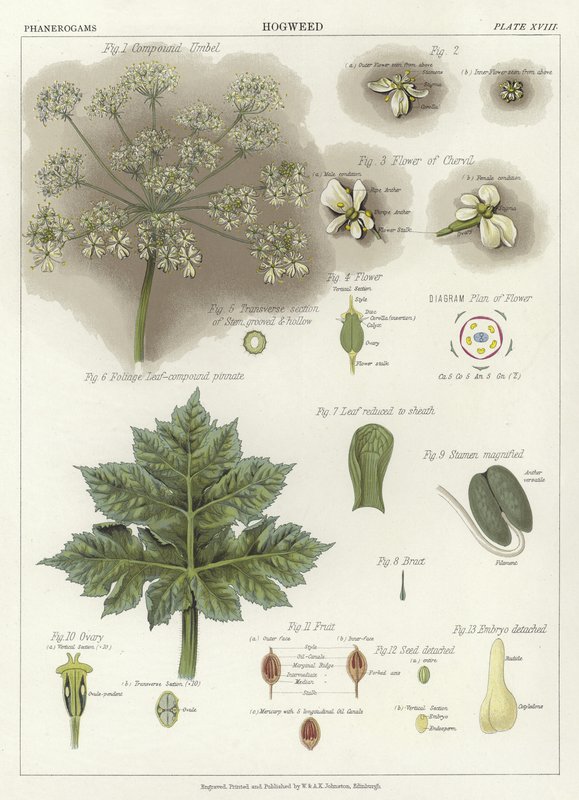 Hogweed by English School