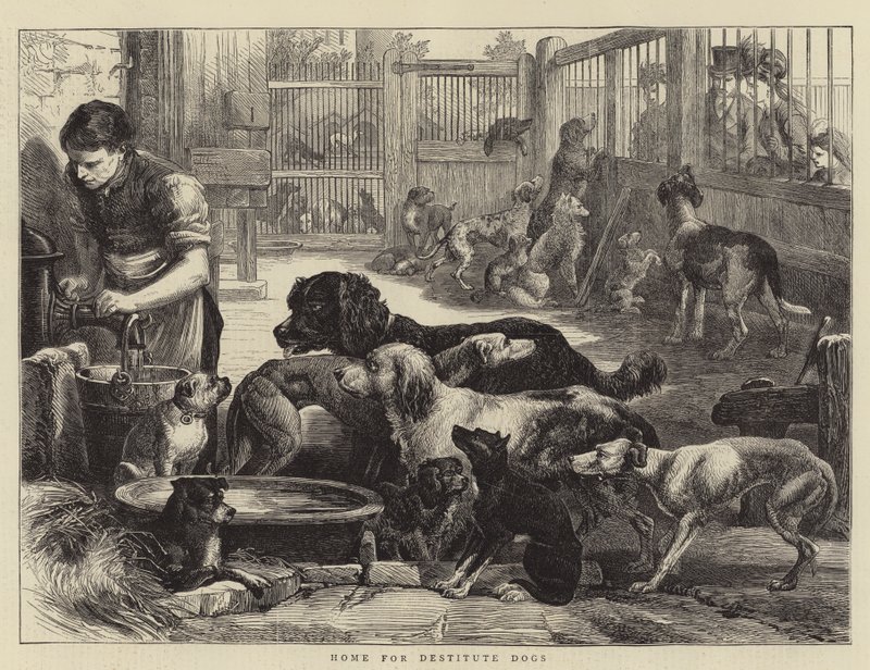 Home for Destitute Dogs by English School