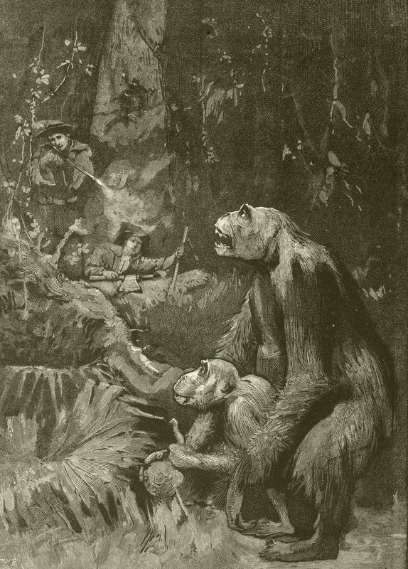 Home of the Gorilla (engraving) by English School