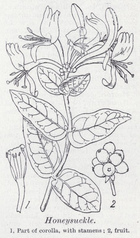 Honeysuckle by English School
