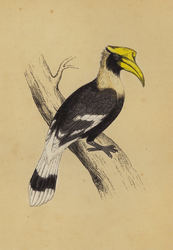 Hornbill by English School