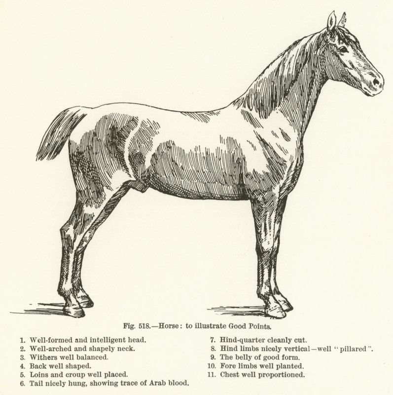Horse, to illustrate Good Points by English School