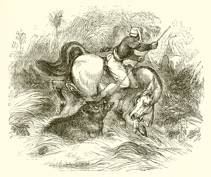 How Wild Boars Are Hunted by English School
