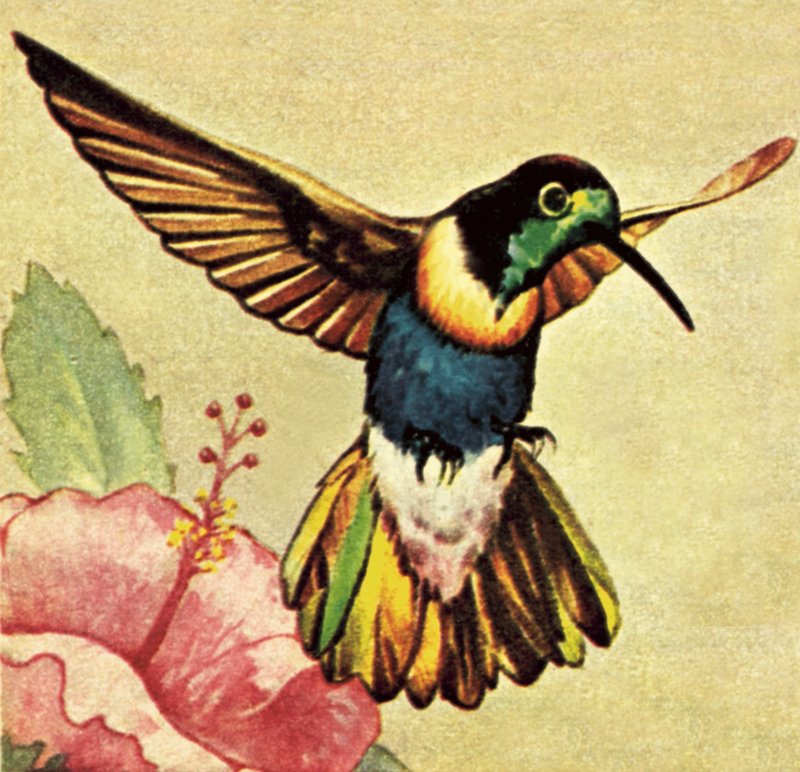 Humming Bird by English School