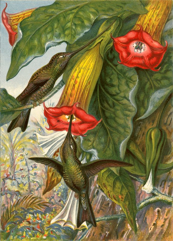 Humming Birds by English School