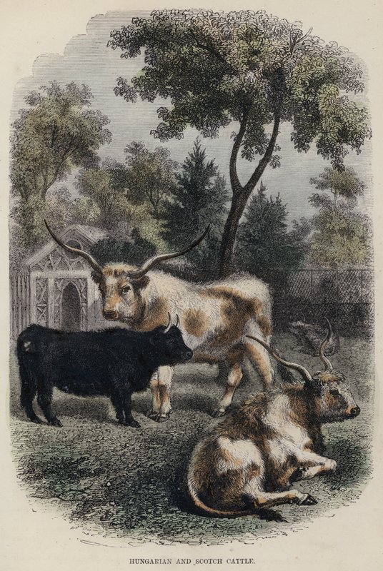 Hungarian and Scotch Cattle (coloured engraving) by English School