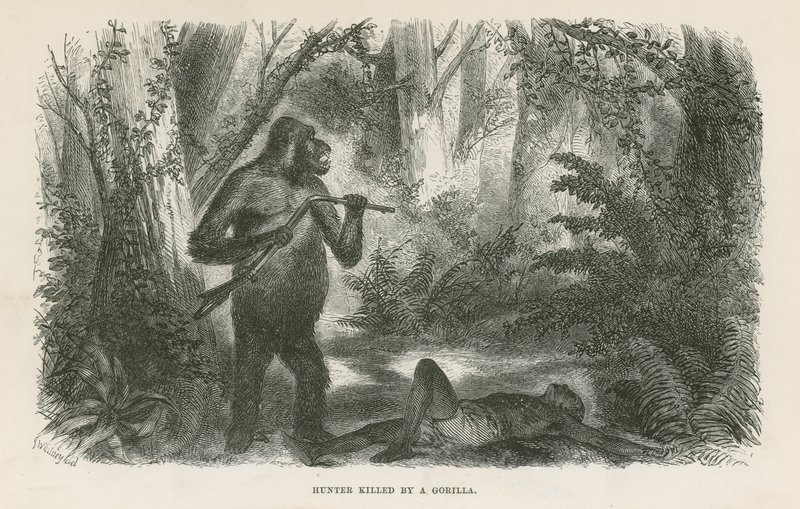 Hunter Killed by Gorilla by English School