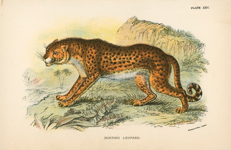 Hunting Leopard by English School