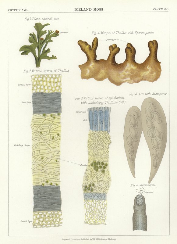 Iceland Moss by English School
