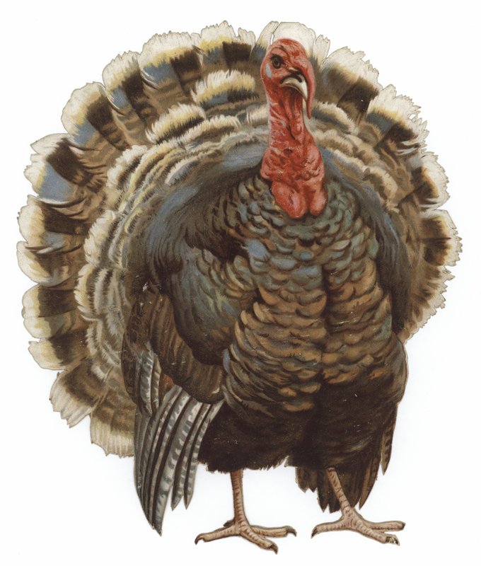 Image of a Turkey by English School