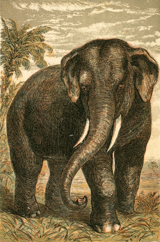 Indian Elephant by English School