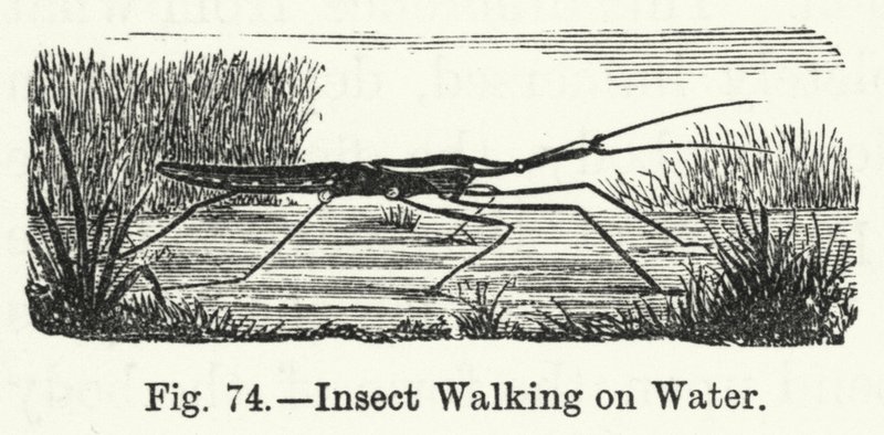 Insect Walking on Water by English School