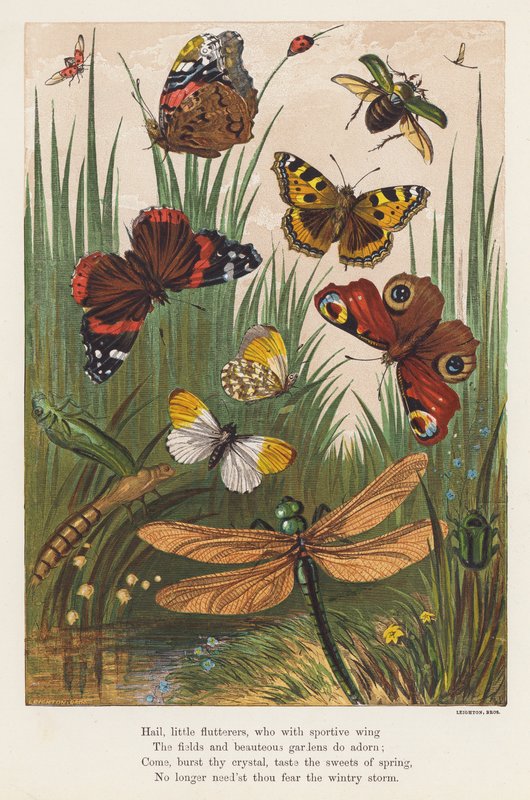 Insects by English School