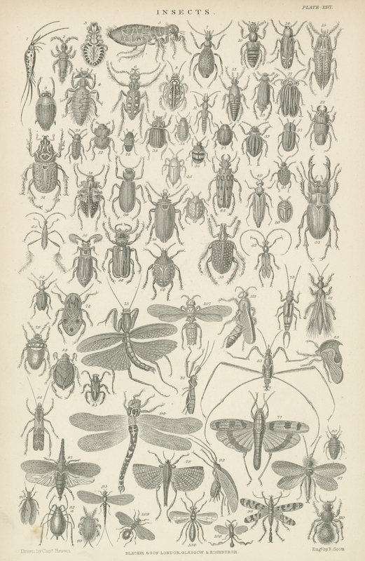 Insects by English School