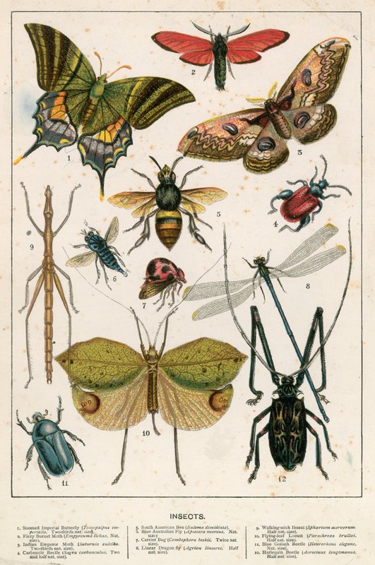 Insects by English School