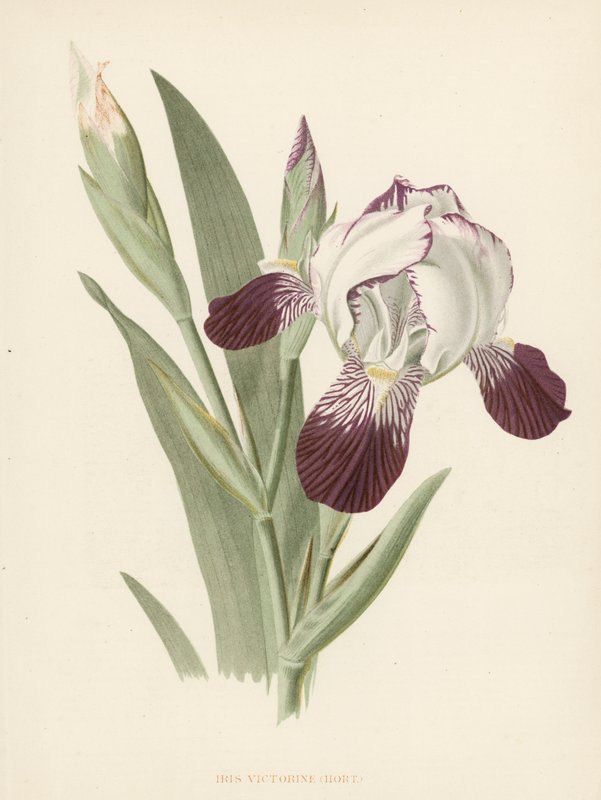 Iris Victorine by English School