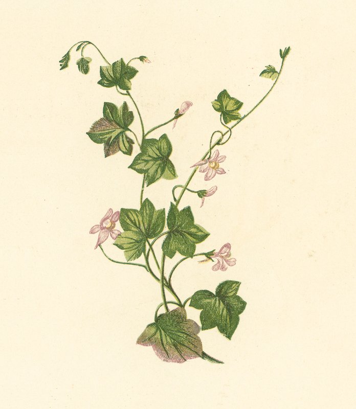 Ivy-Leaved Toadflax, Linaria Cymbalaria by English School