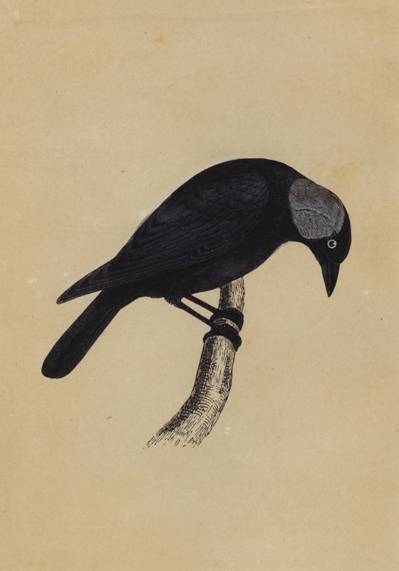 Jackdaw by English School