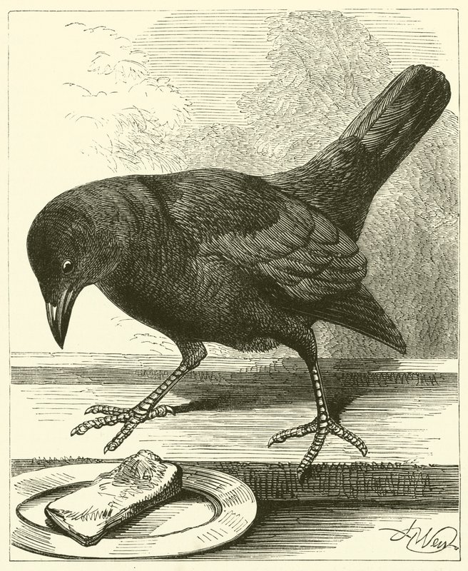 Jackdaw by English School