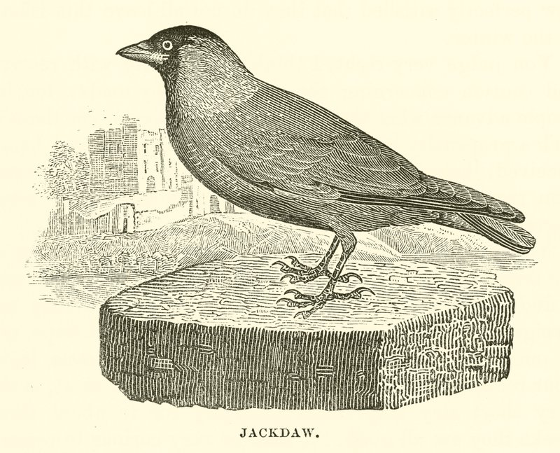 Jackdaw by English School