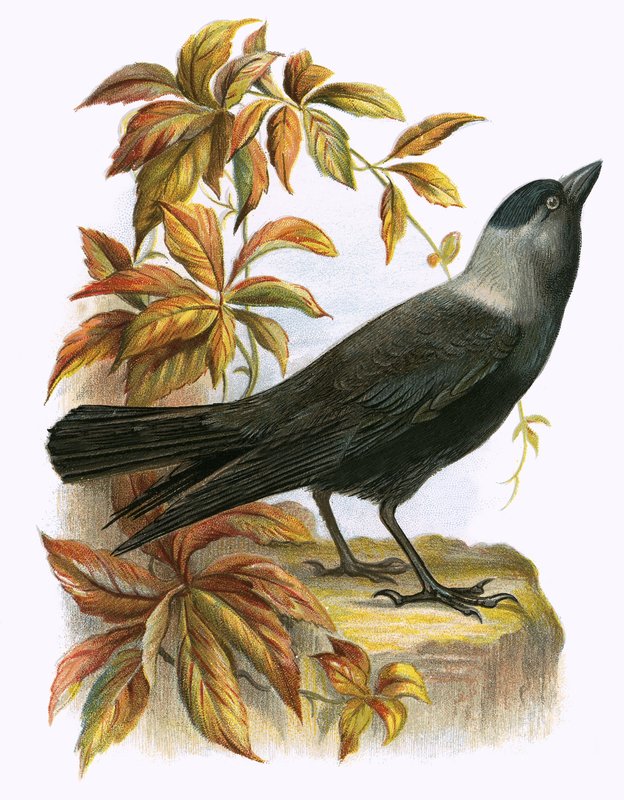 Jackdaw by English School