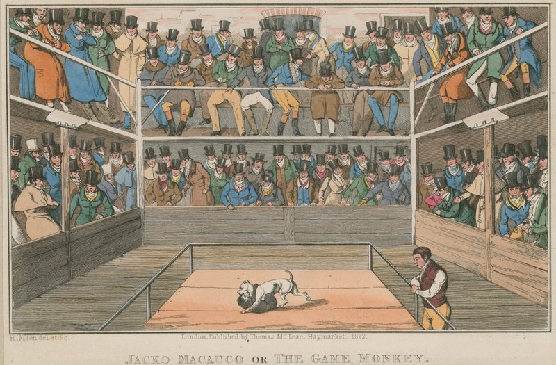 Jacko Macauco or the Game Monkey by English School