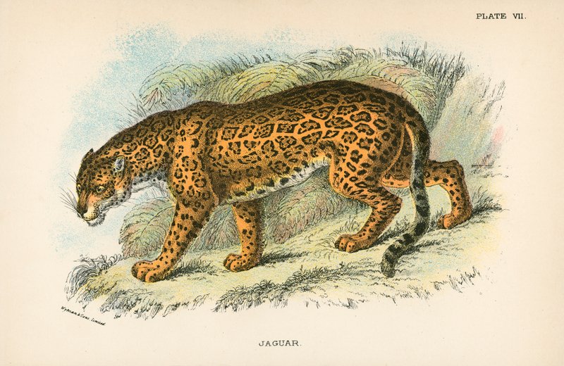 Jaguar by English School