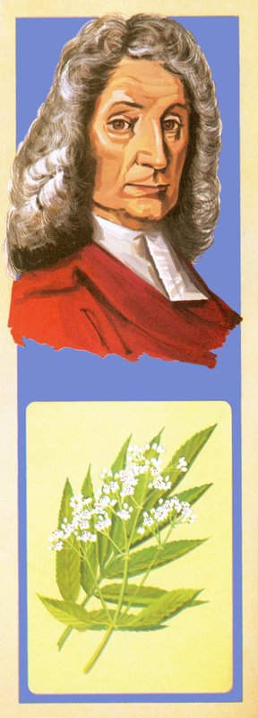 John Ray by English School