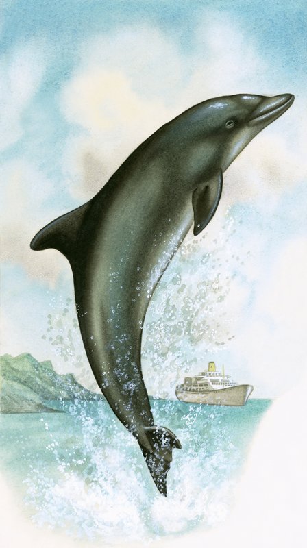 Jumping dolphin by English School