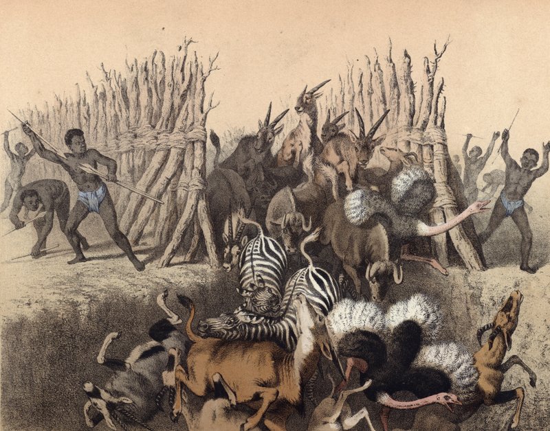 Kaffirs driving animals into a pit by English School