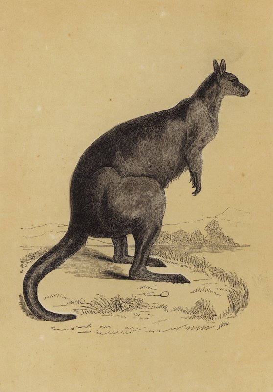Kangaroo by English School