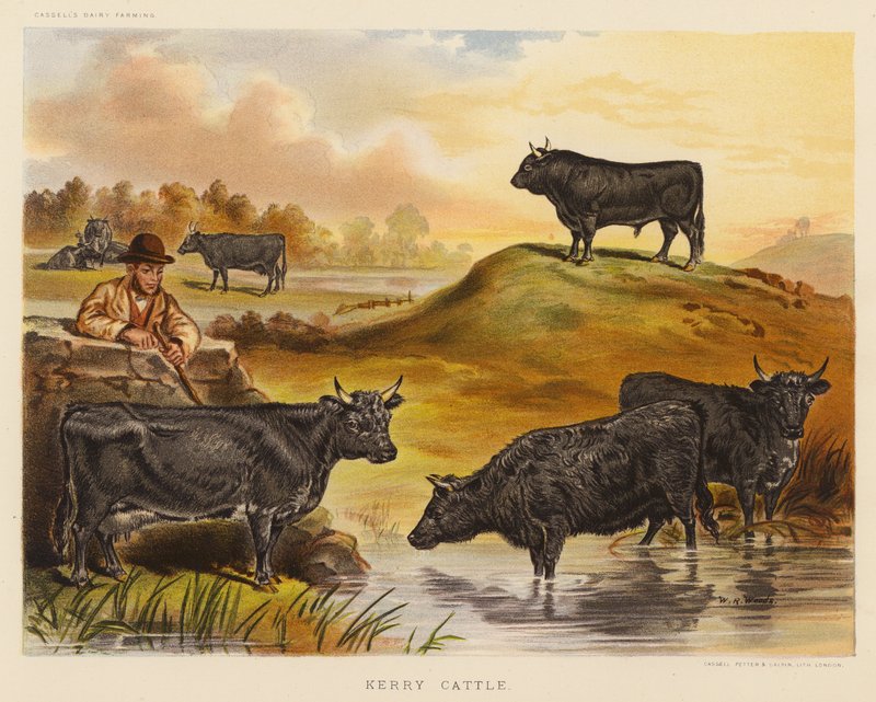 Kerry Cattle by English School