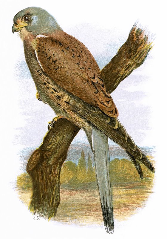 Kestrel by English School