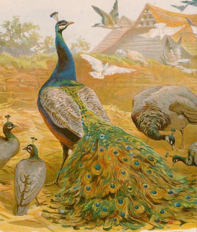 King of the Farmyard by English School