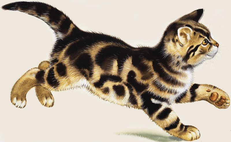 Kitten by English School