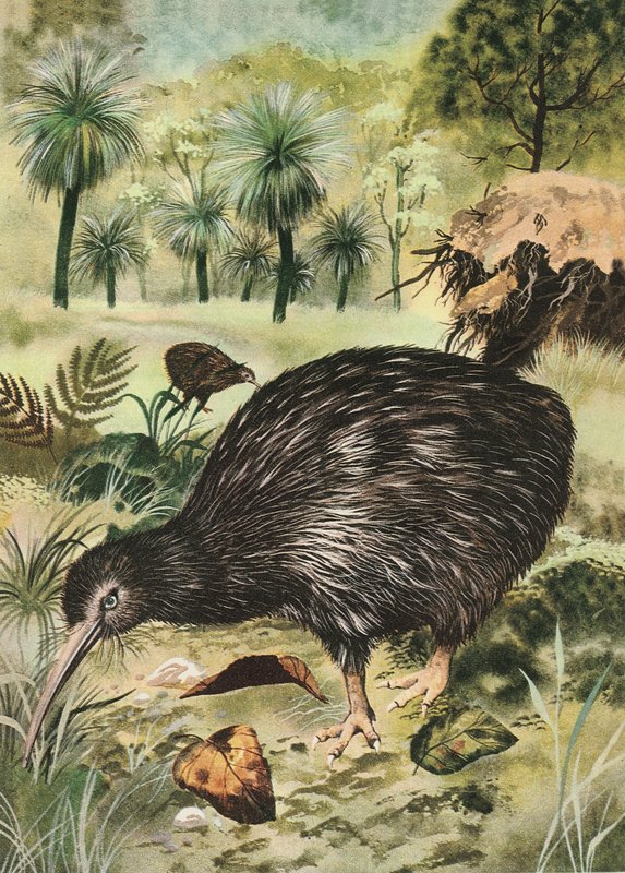 Kiwi bird by English School