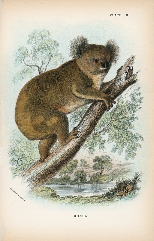 Koala by English School