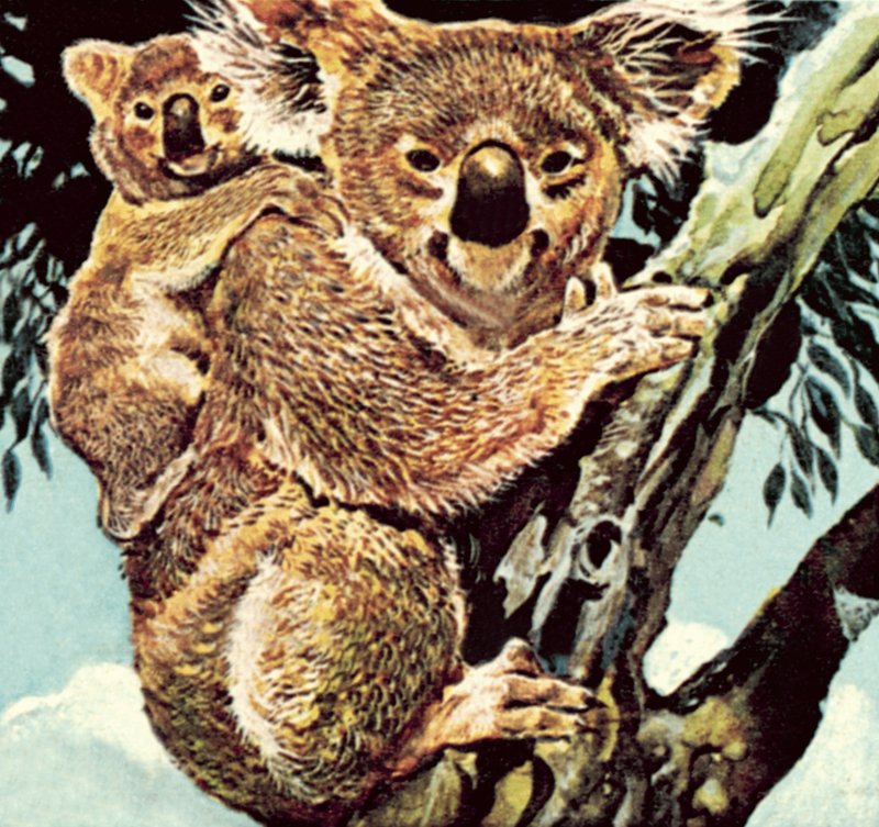Koala Bear by English School