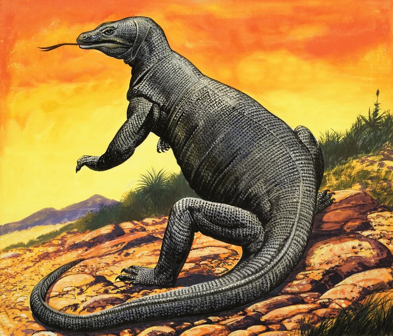 Komodo Dragon by English School