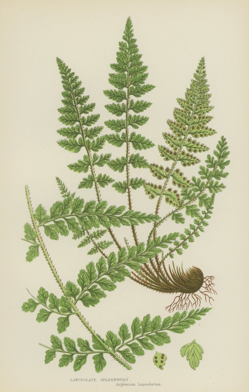 Lanceolate Spleenwort by English School