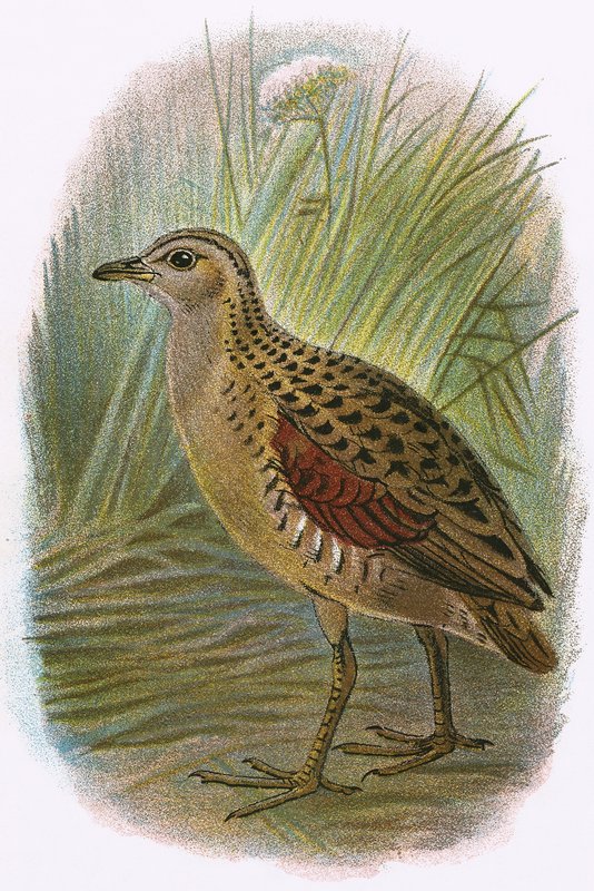 Land Rail by English School