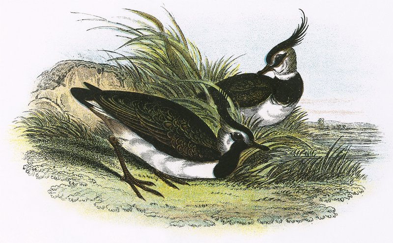 Lapwing by English School