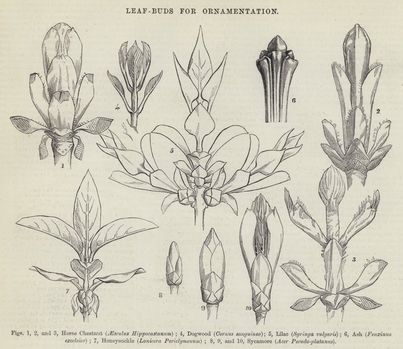Leaf-Buds for Ornamentation by English School